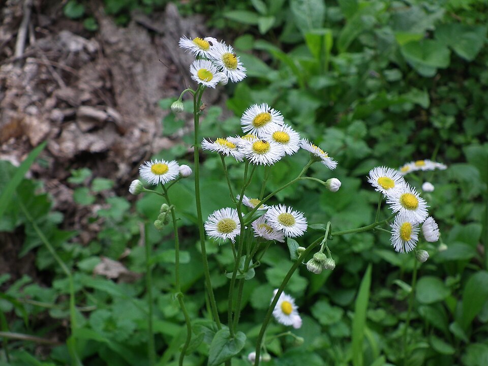 Erigeron philadelphicus, habitus