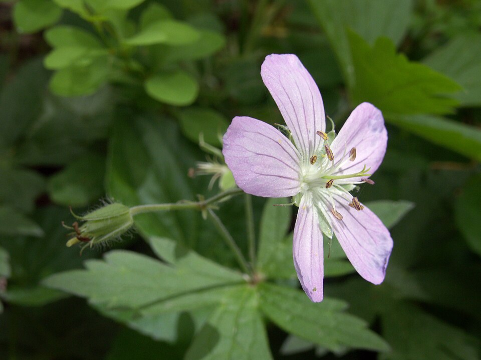 Wild geranium from the side