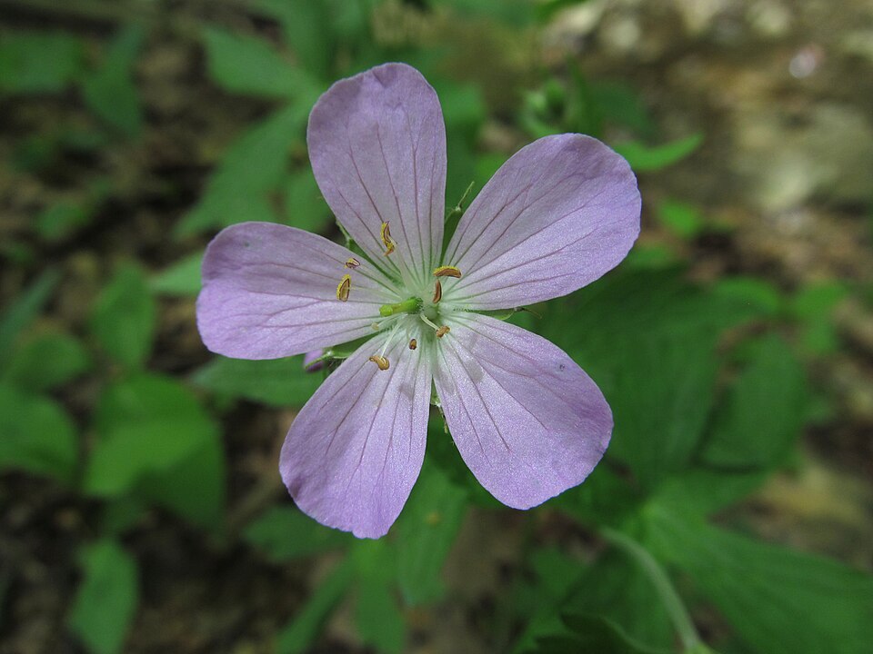 Geranium maculatum