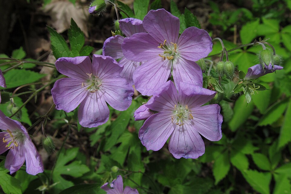 Geranium maculatum
