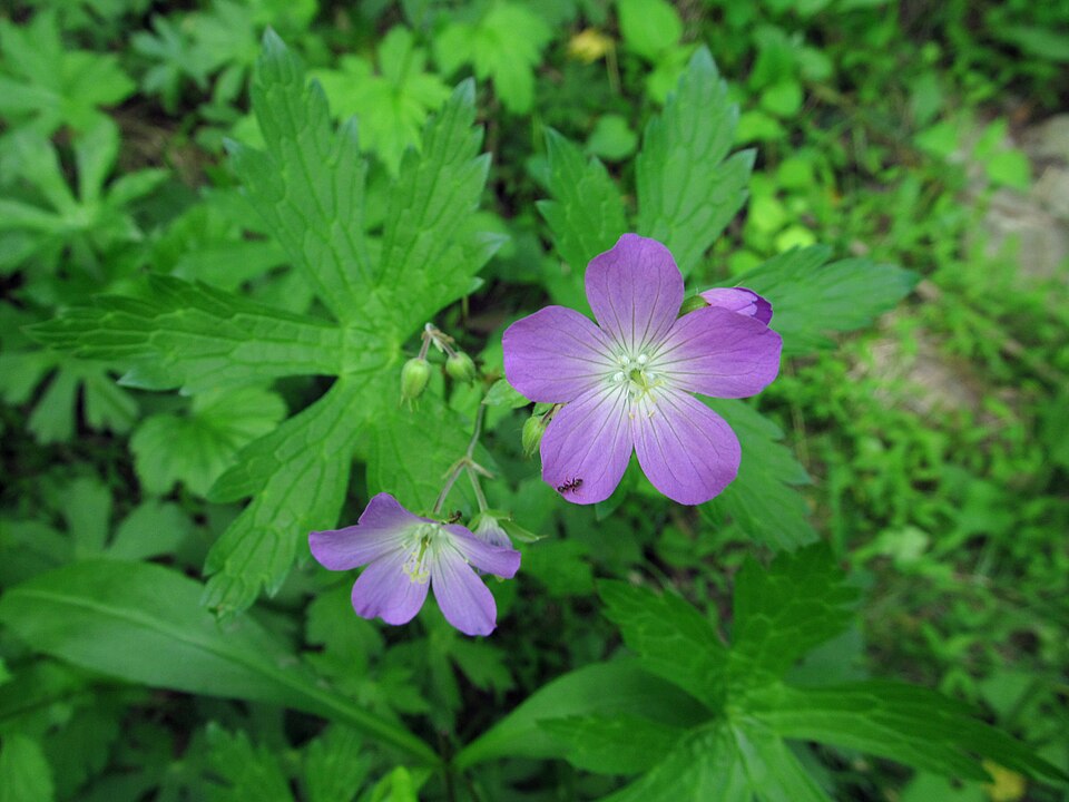 Wild Geranium with an ant