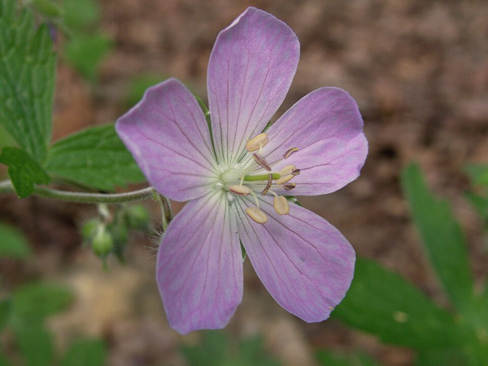 Geranium maculatum