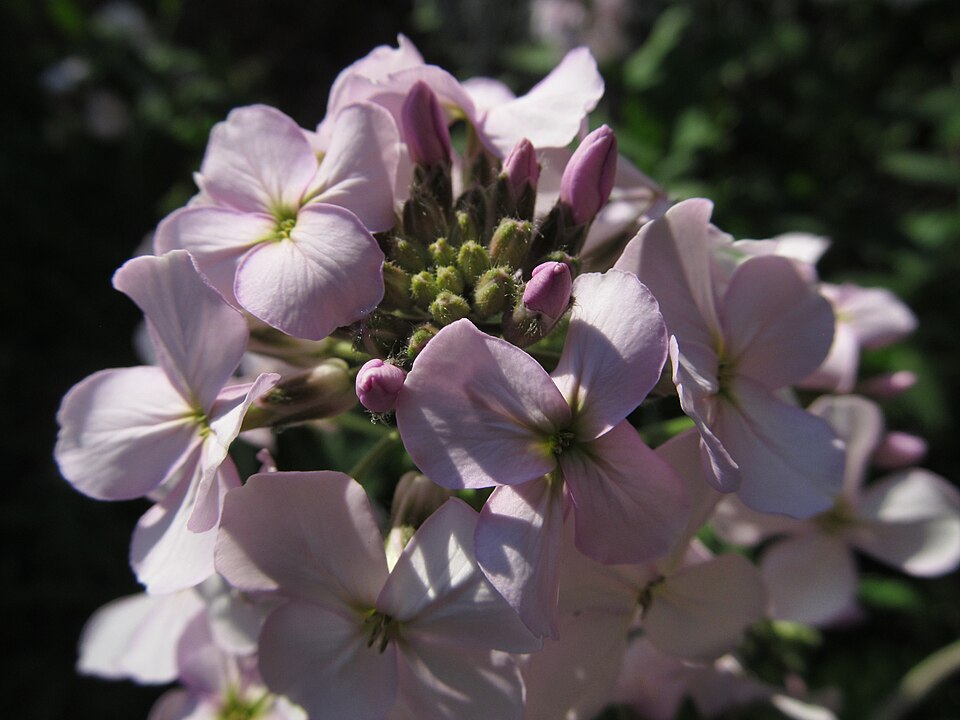 Pink Dame’s Rocket