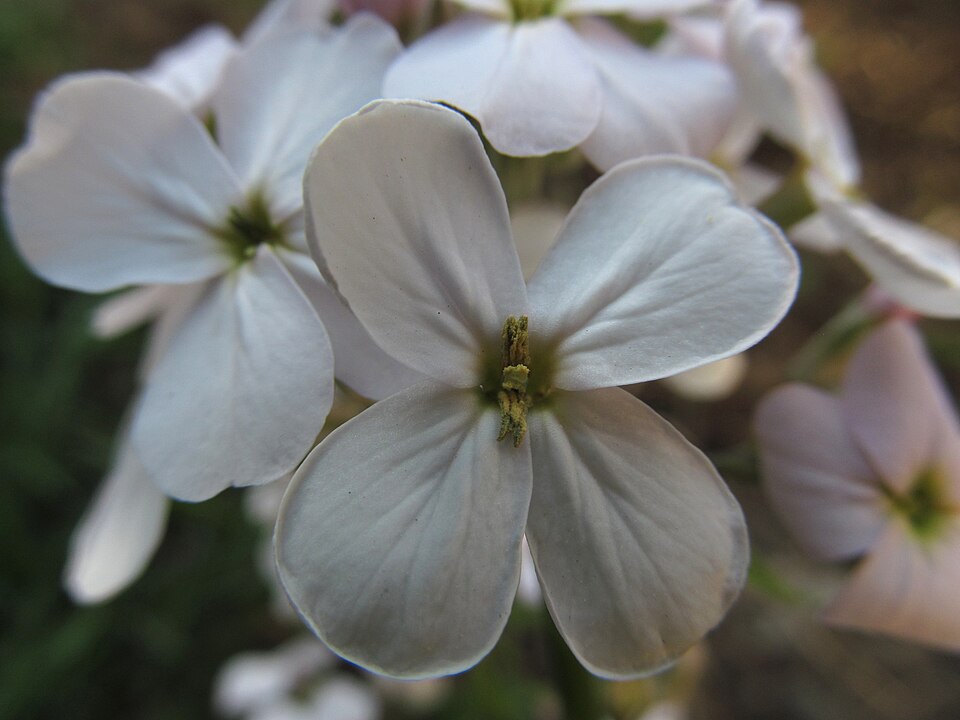 White Dame’s Rocket