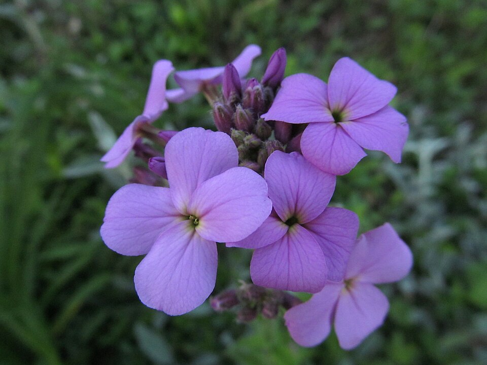 Purple Hesperis matronalis