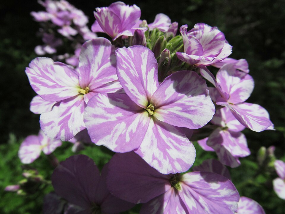 Bicolor Hesperis matronalis