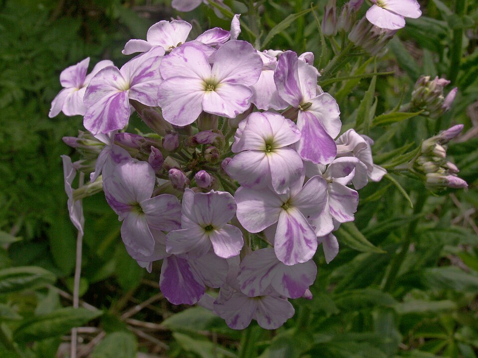 Dame’s Rocket with bicolored flowers