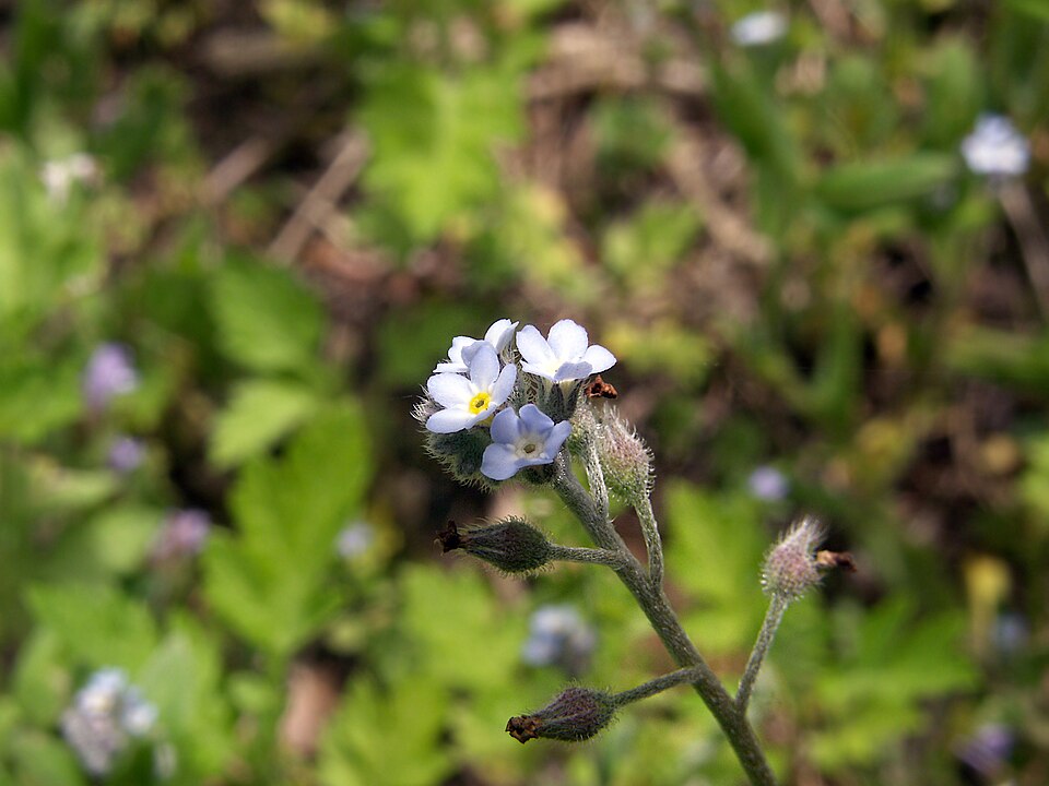 Smaller Forget-Me-Not