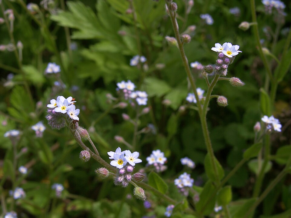 Myosotis laxa