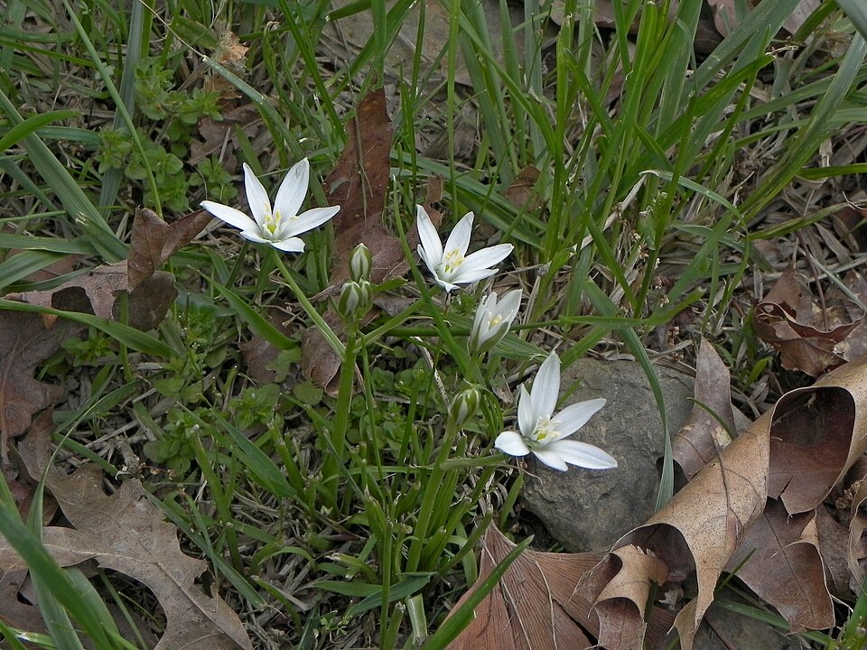 Ornithogalum umbellatum