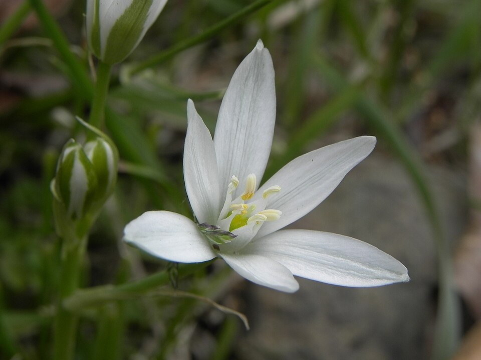 Ornithogalum umbellatum