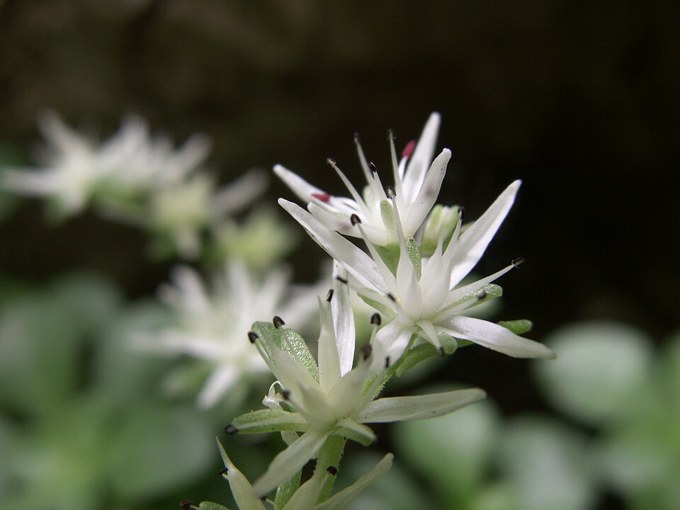 Close-up of Sedum ternatum flower