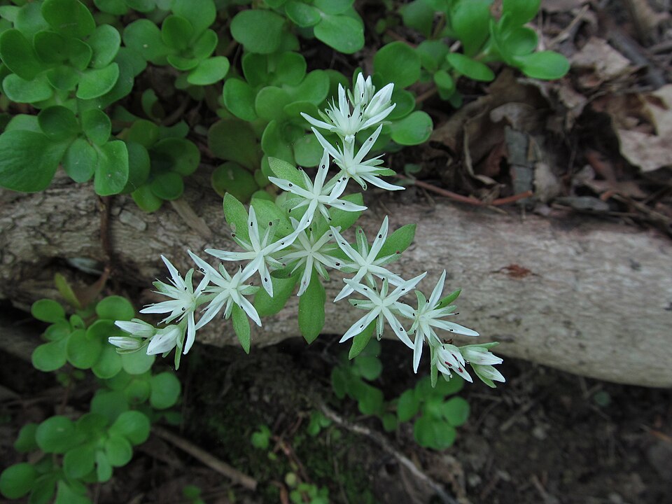 Sedum ternatum
