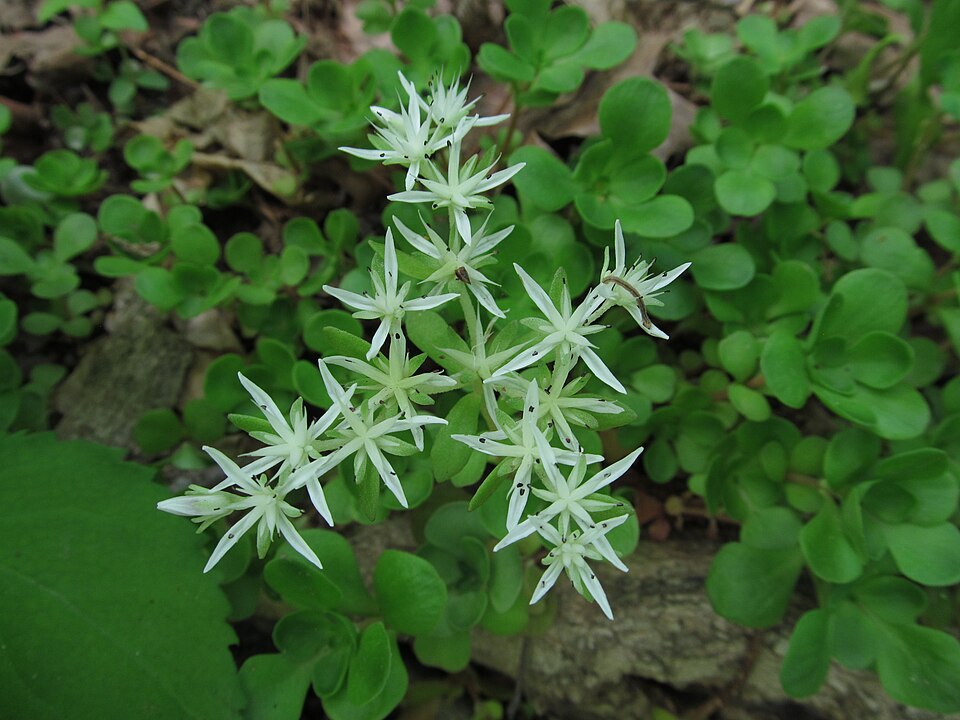 Sedum ternatum