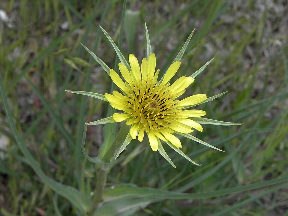 Tragopogon dubius