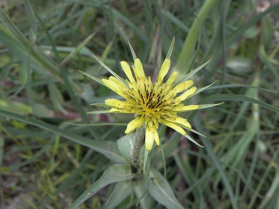 Salsify