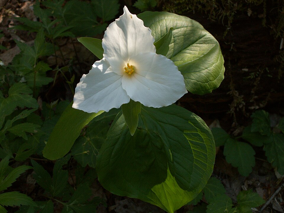 Trillium with sun shining through it