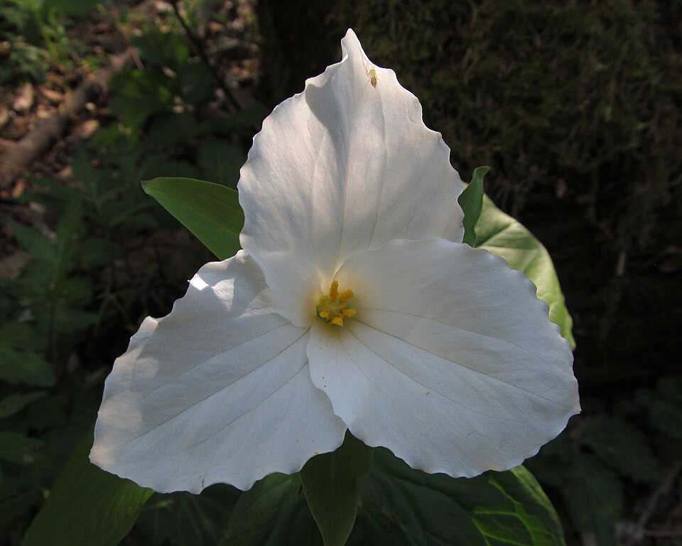 Trillium grandiflorum