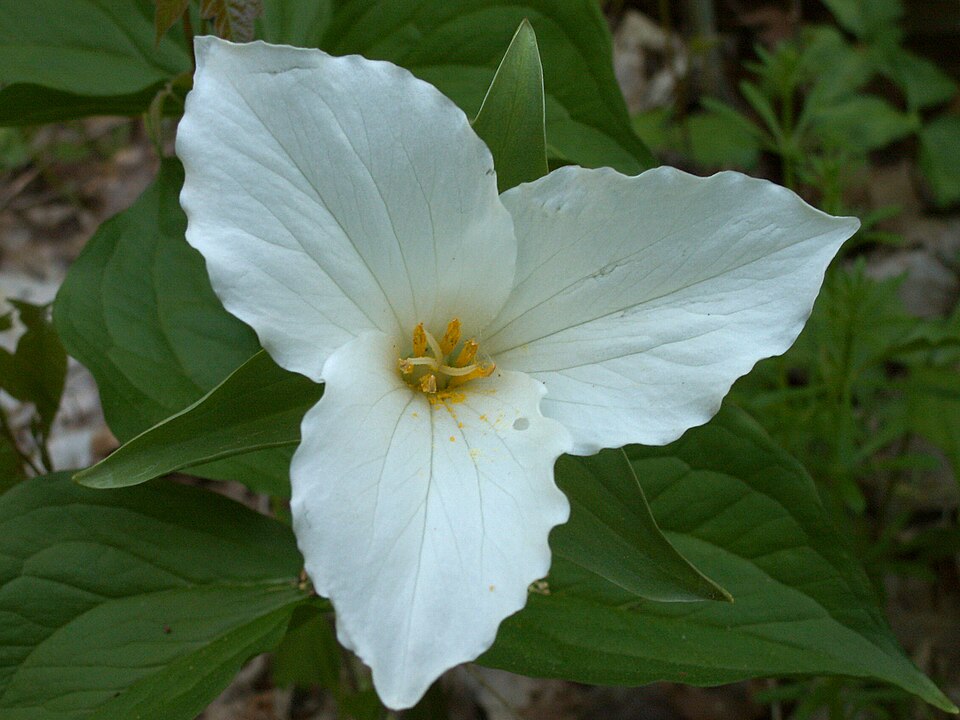 Trillium grandiflorum
