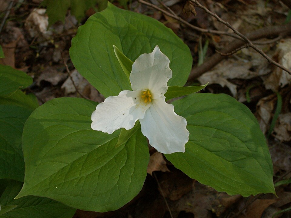 Trillium grandiflorum