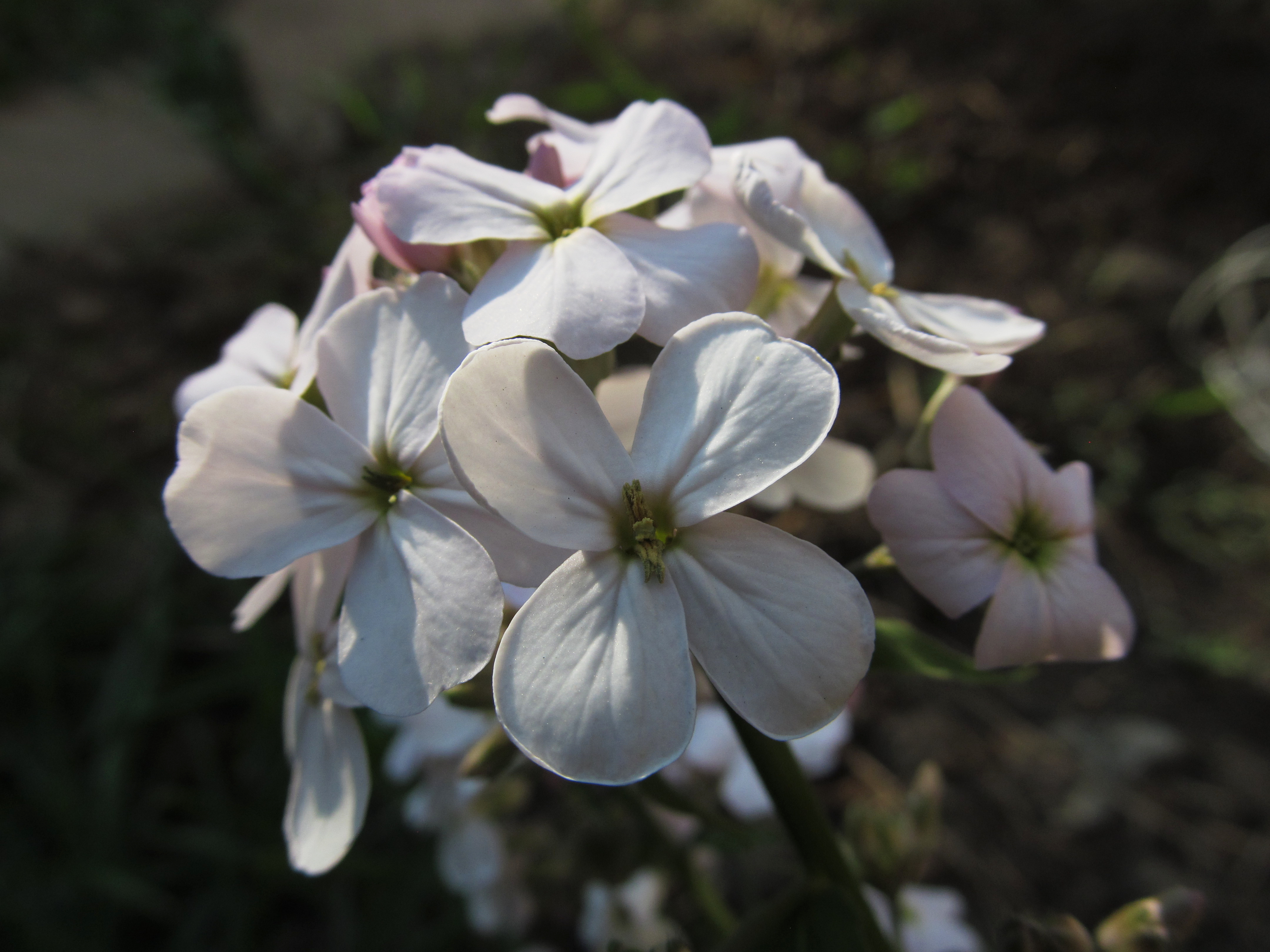 Hesperis matonralis