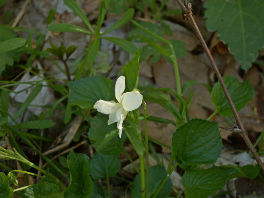 Cream Violet