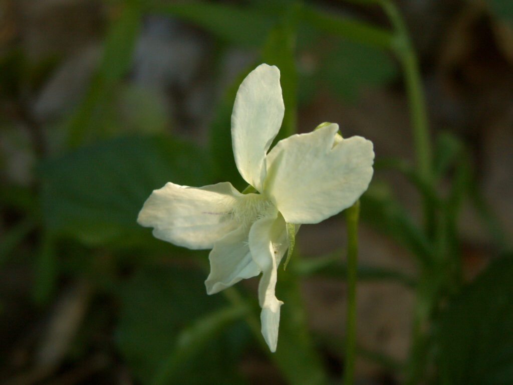 Viola striata
