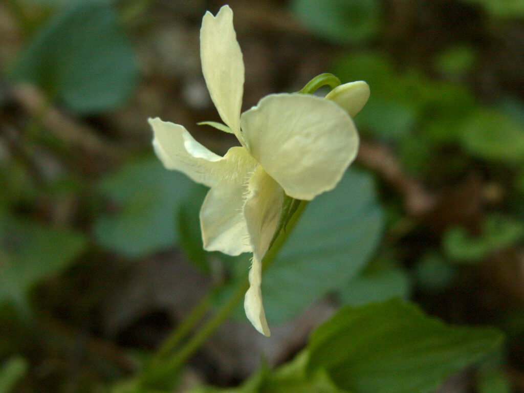 Viola striata