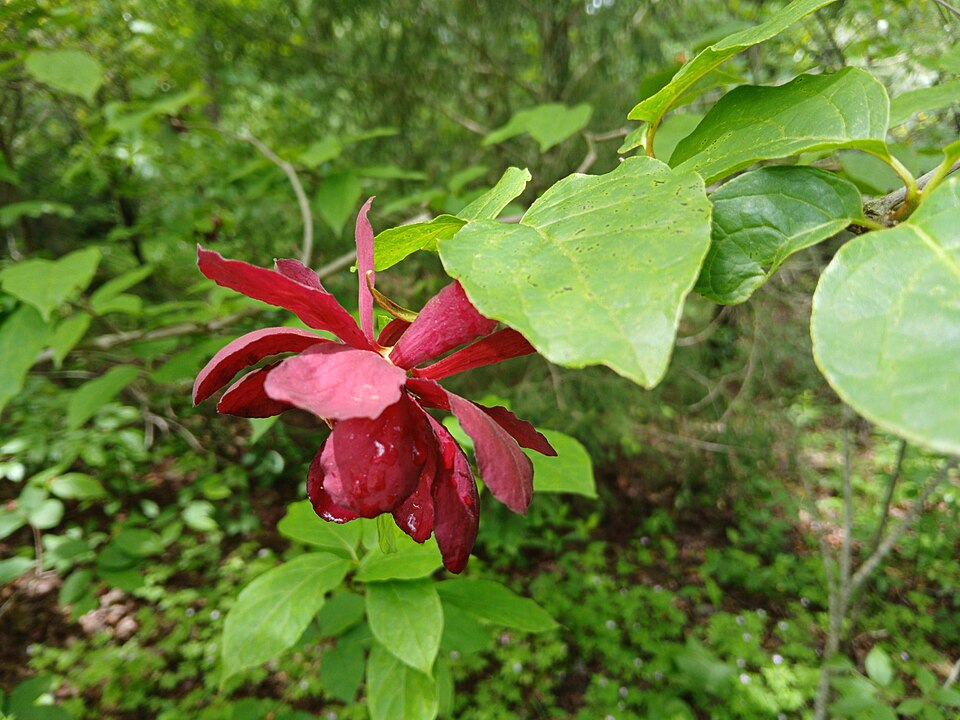 Sweetshrub