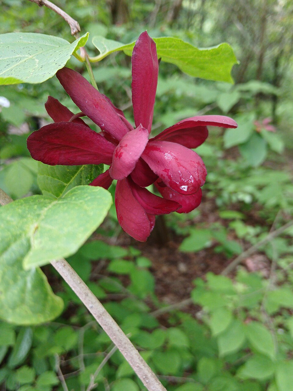 Calycanthus floridus