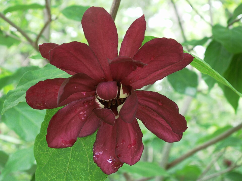 Carolina Allspice
