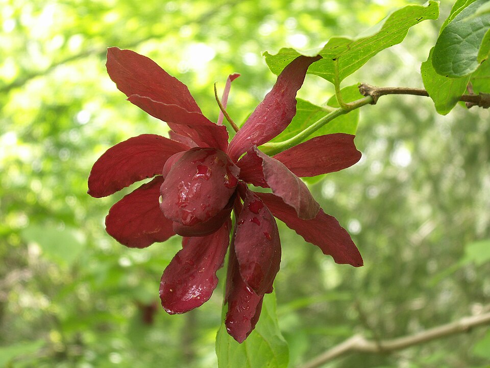 Sweetshrub