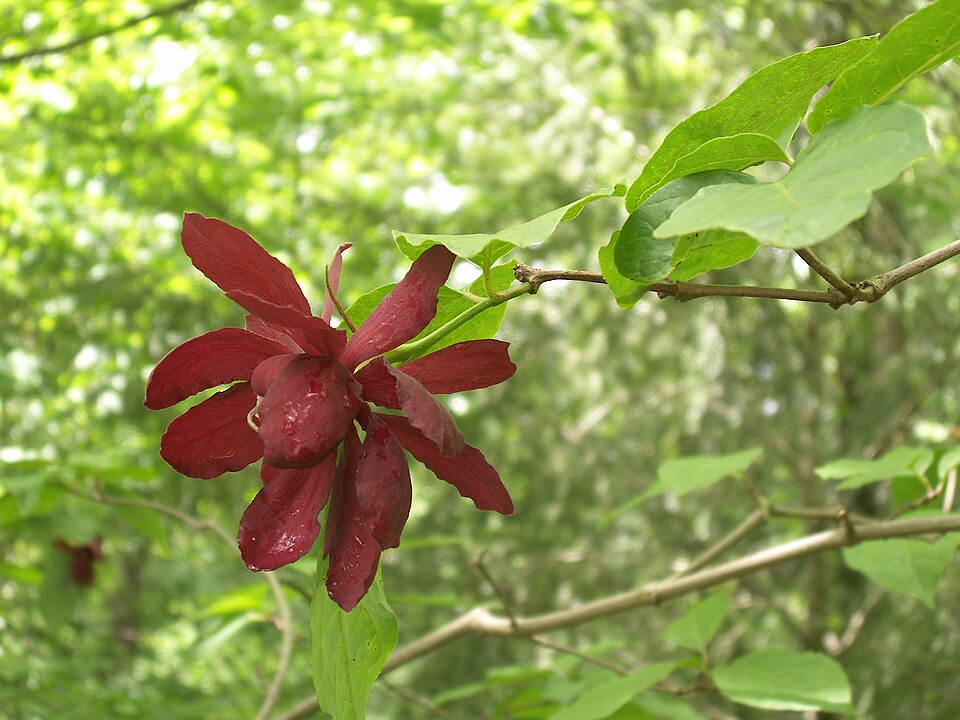 Carolina Allspice