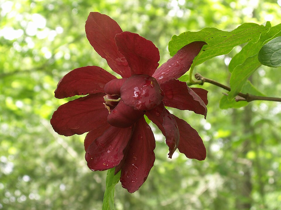 Calycanthus floridus