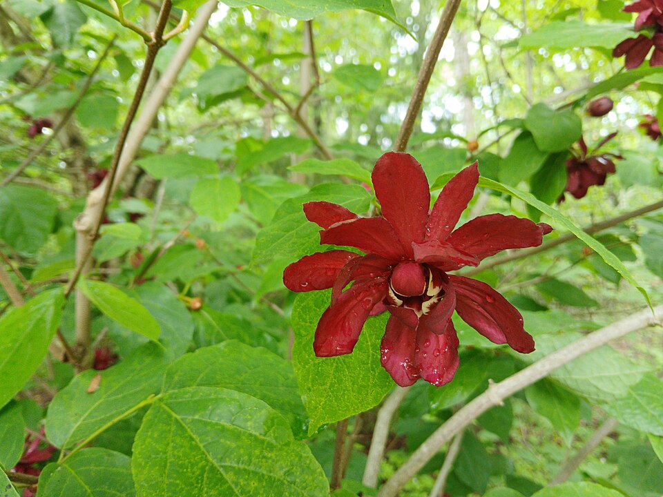 Calycanthus floridus