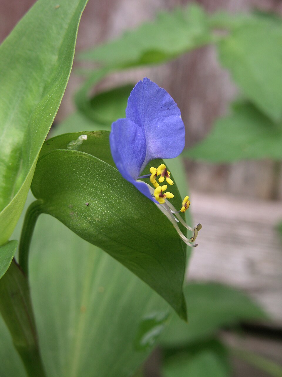 Dayflower from the side