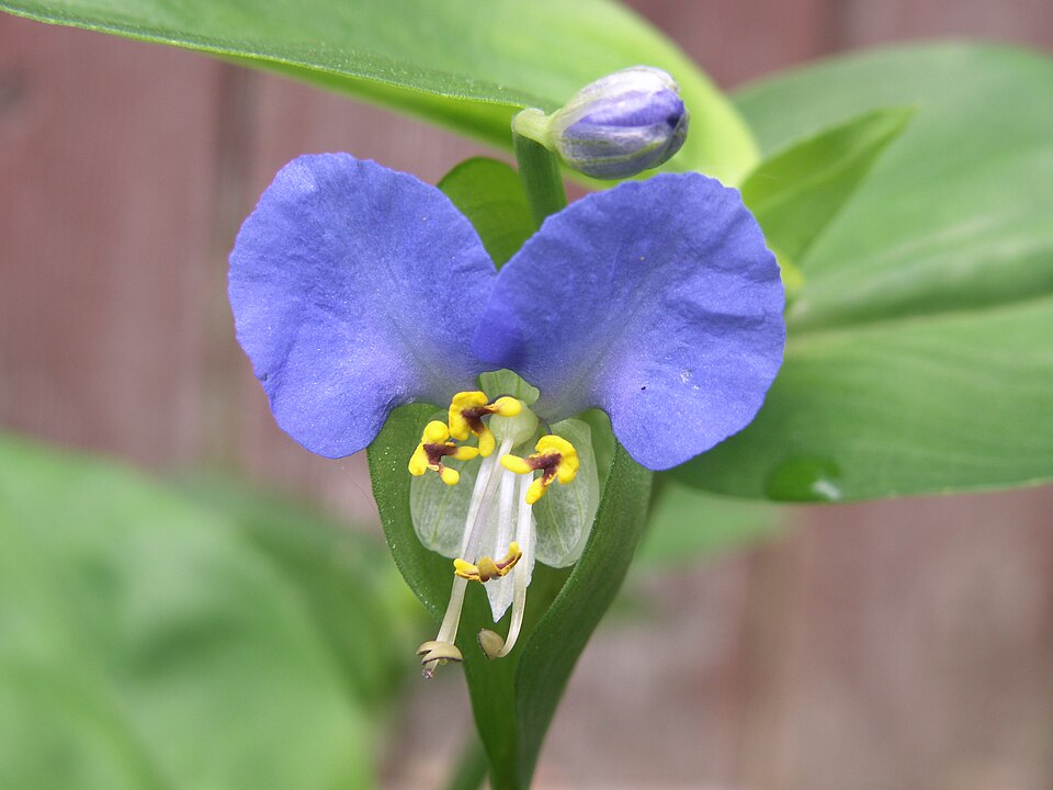 Commelina communis