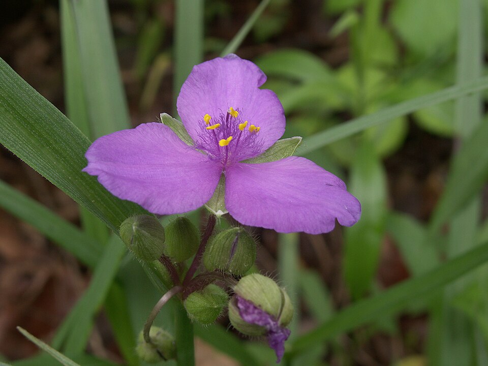 Purple Spiderwort
