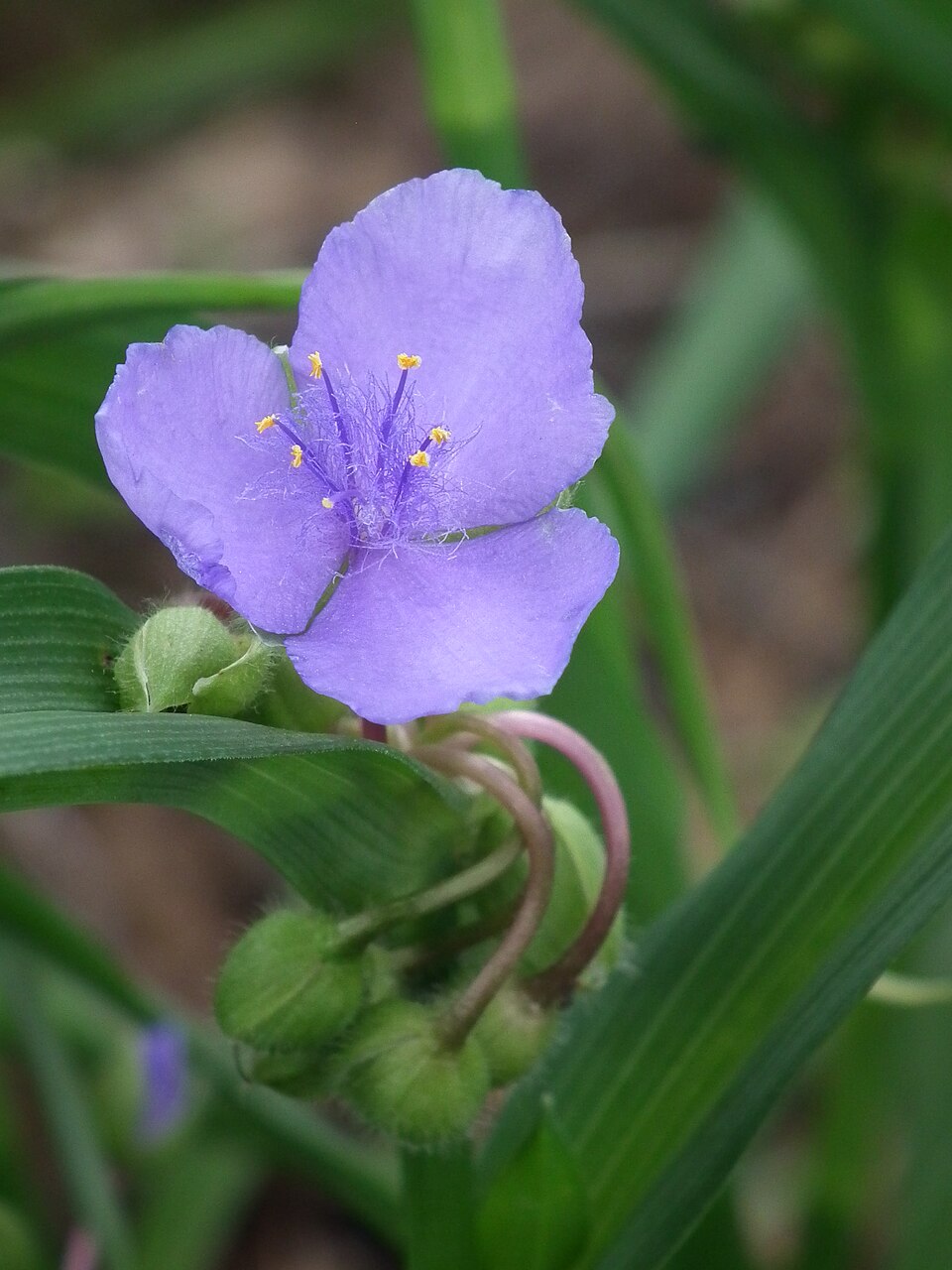 Blue Spiderwort