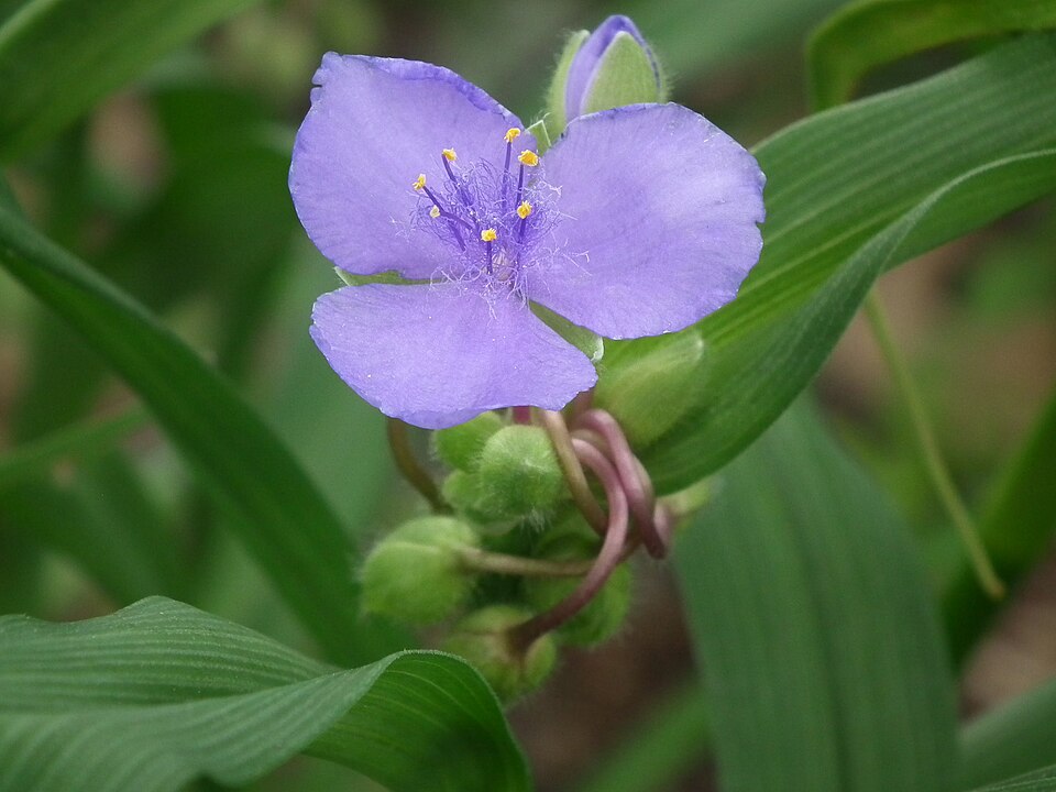 Blue Tradescantia virginiana