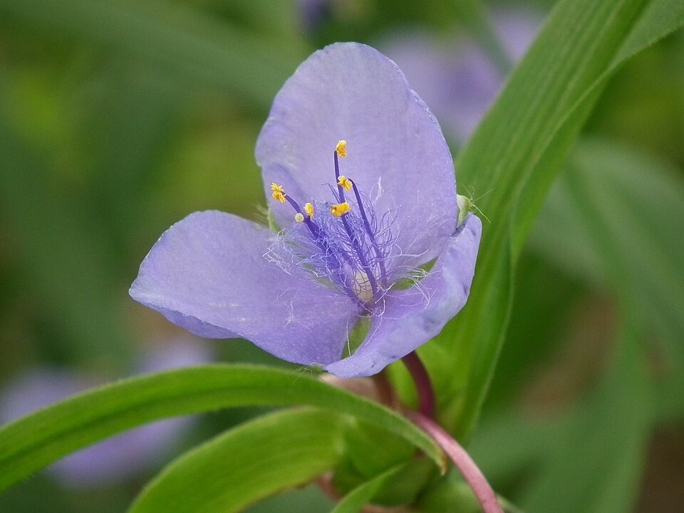 Blue Tradescantia virginiana