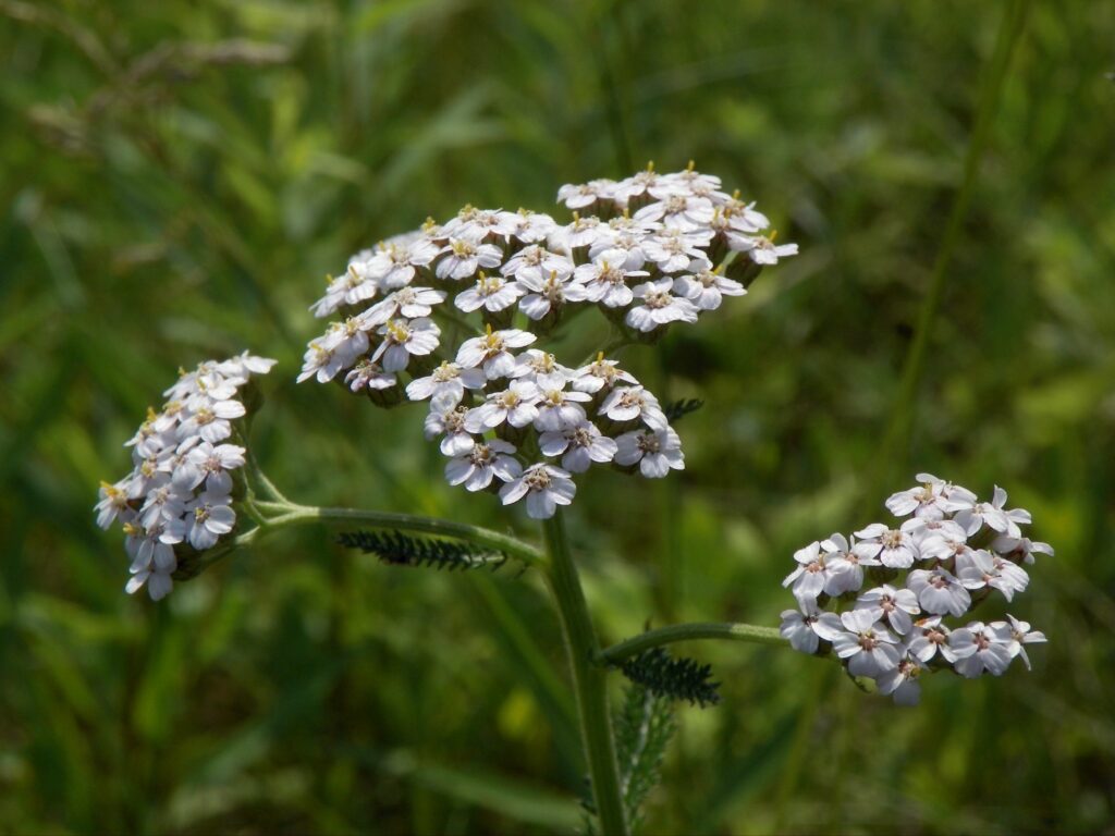 Yarrow (Achillea millefolium) blooming in Schenley Park, Pittsburgh