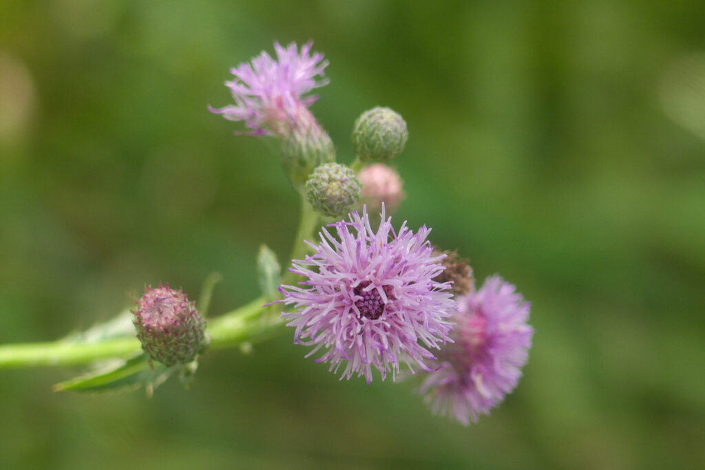 Canada Thistle (Cirsium arvense)