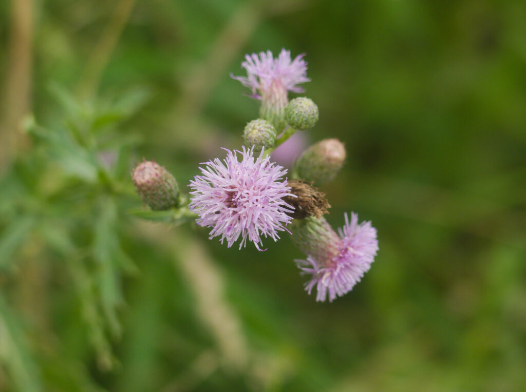 Canada Thistle (Cirsium arvense)