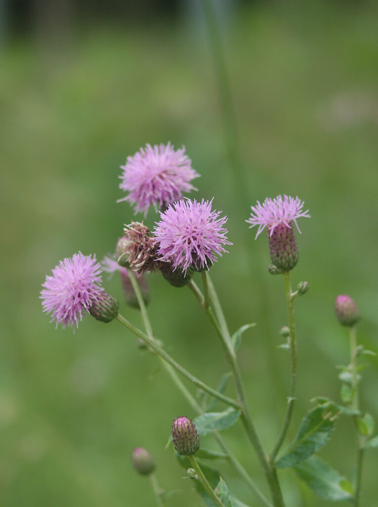Canada Thistle (Cirsium arvense)