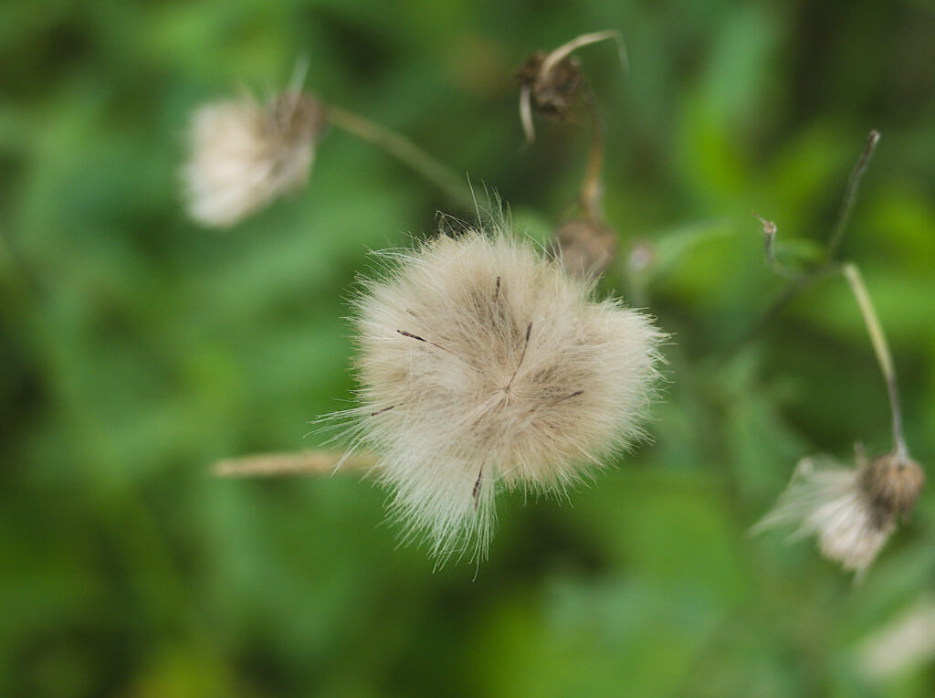 Seeds of Canada Thistle (Cirsium arvense)