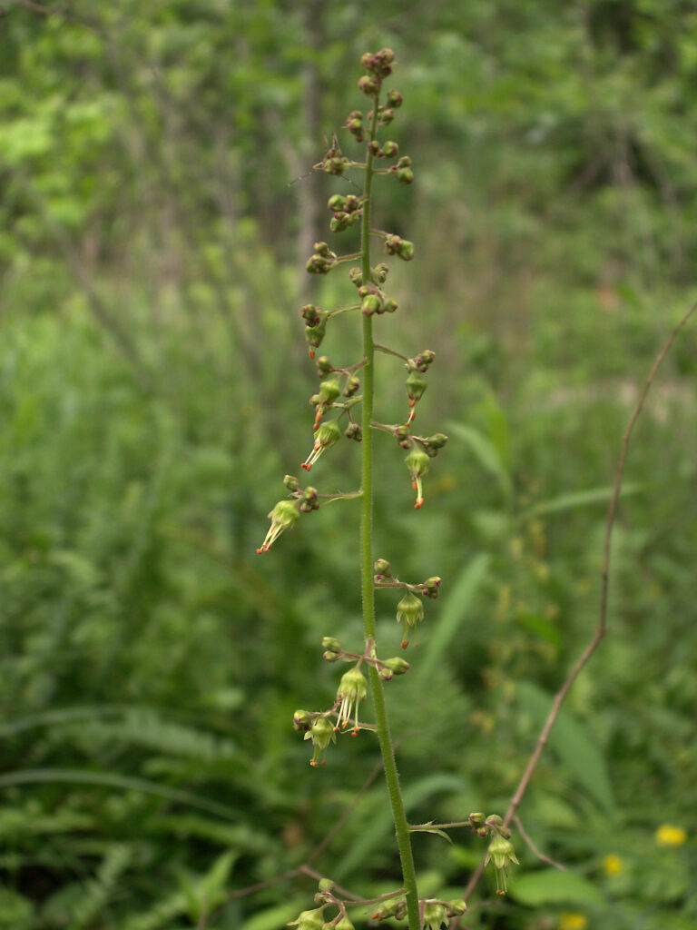 Heuchera americana