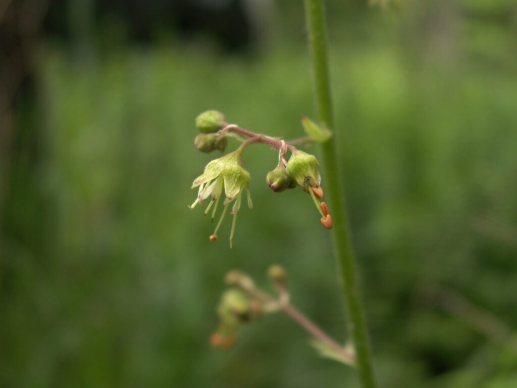 Close view of flower of American Alumroot