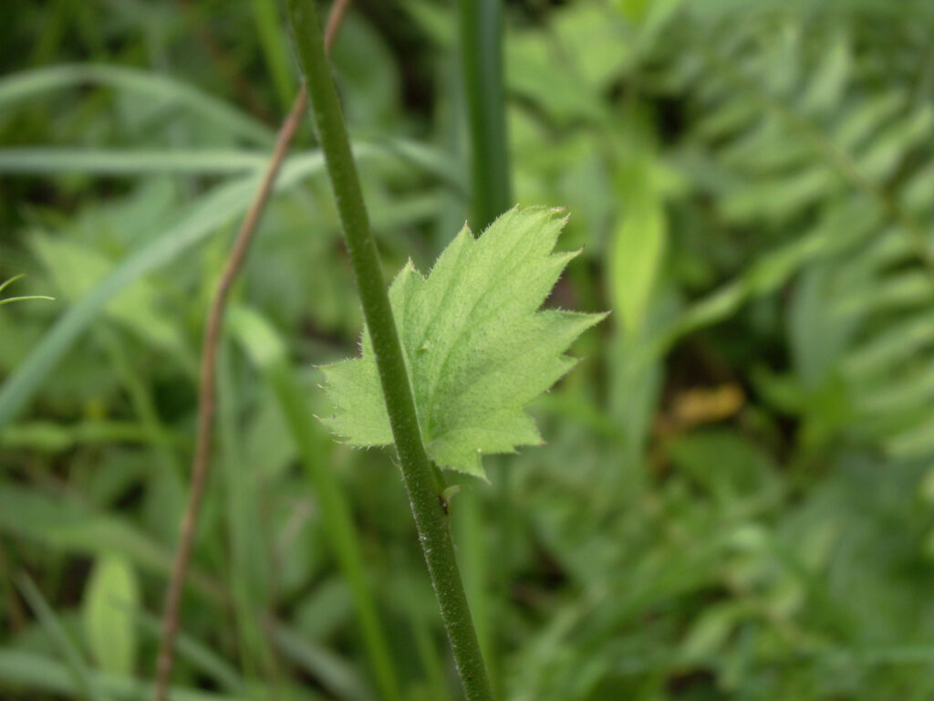 Leaf of Heuchera americana
