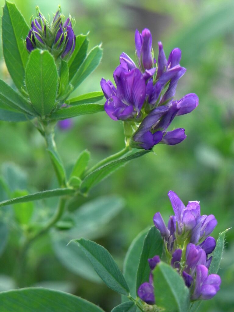 Alfalfa (Medicago sativa)